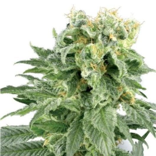Old School OG Auto Seeds