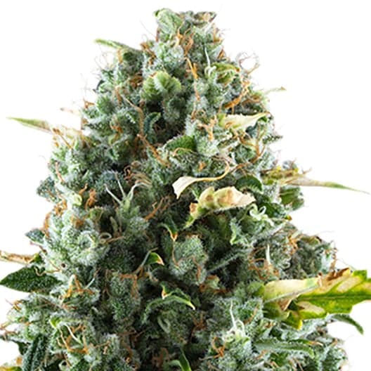 Oregon Diesel Auto Seeds