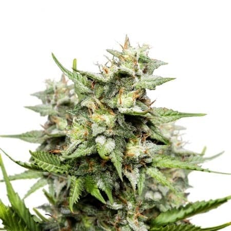 Pakistani Chitral Kush Auto Seeds