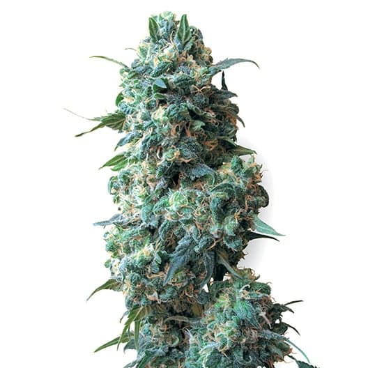Peyote Cookies Seeds