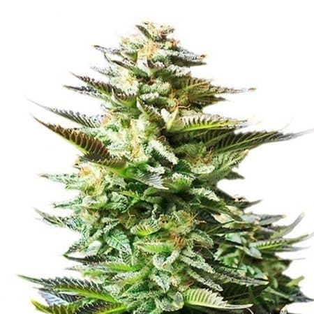 Pincher’s Creek Seeds