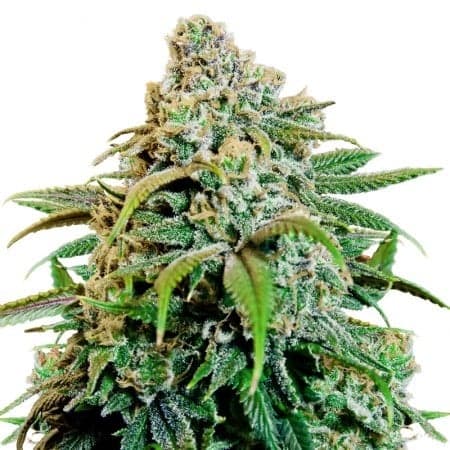 Pink Champagne Seeds