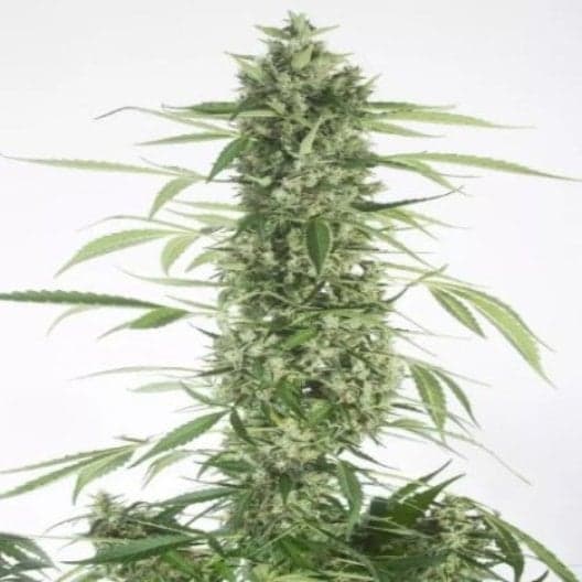 Platinum GSC Auto Seeds