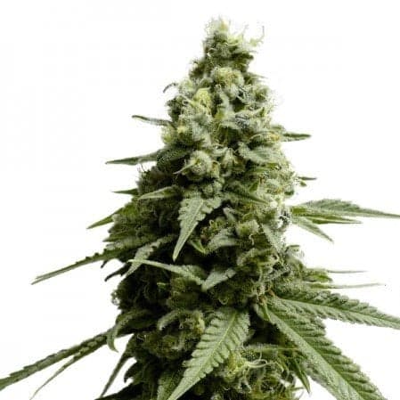 Pure Kush Auto Seeds