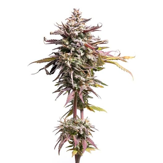 Purple Alien OG Seeds