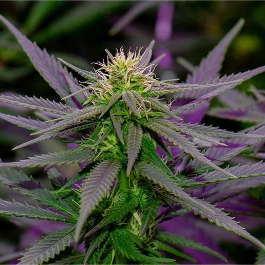 Purple Ghost Candy Seeds