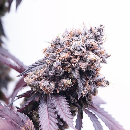 Purple Gorilla Auto Seeds
