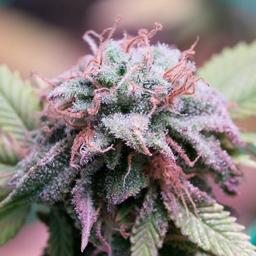 Purple Monkey Balls Auto Seeds