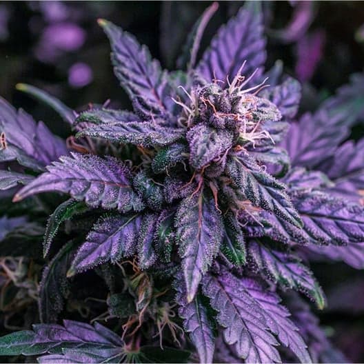 Purple Tangie Seeds