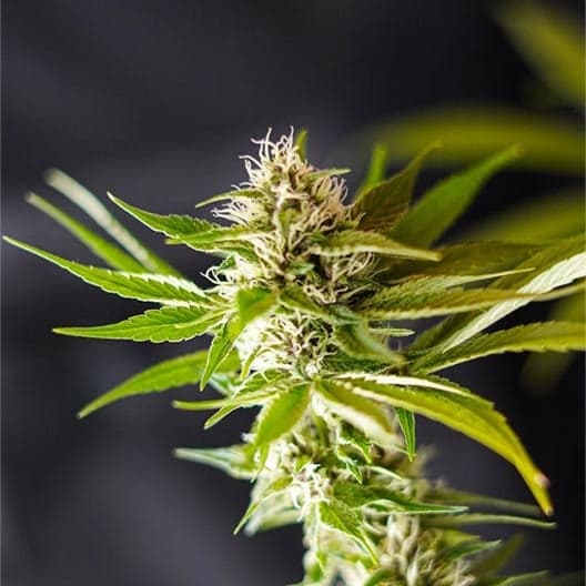 Red Cherry Berry Seeds