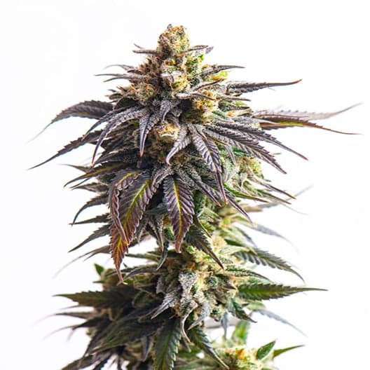 Romulan Haze Seeds