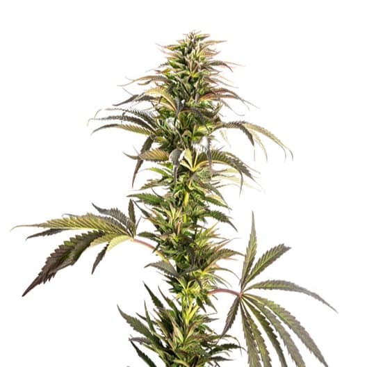 Sexxpot Auto Seeds