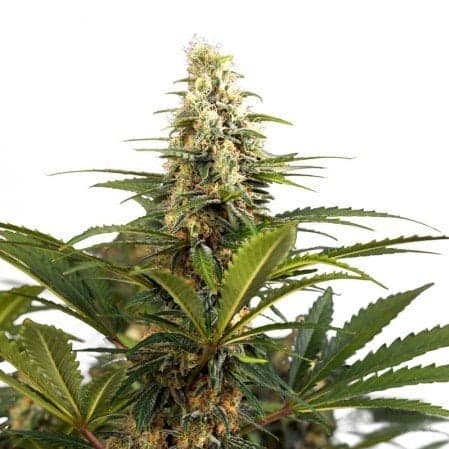 Sharksbreath Seeds