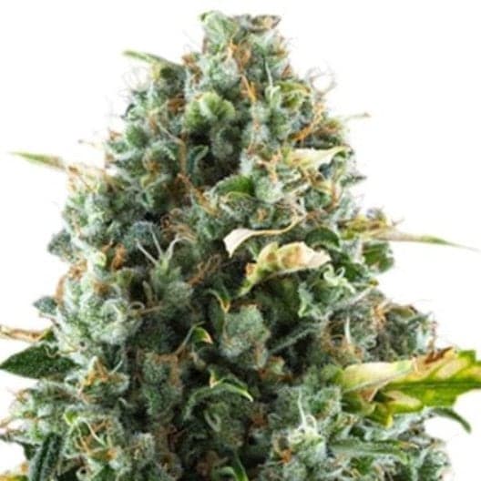 Sirius Black Auto Seeds