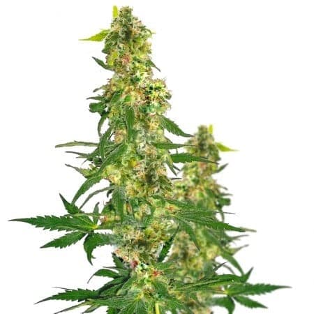 Snow Leopard Auto Seeds