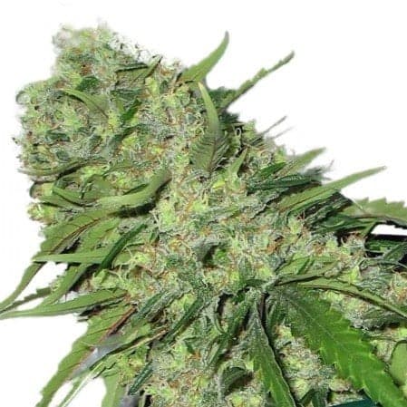 Sour Girl Seeds