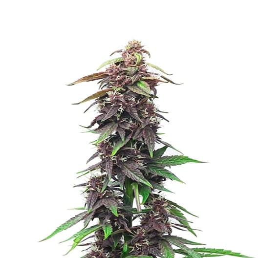 Sour Grape Auto Seeds