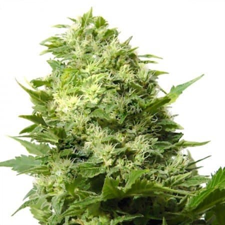 Sundae Driver Seeds