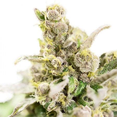 Thai Seeds