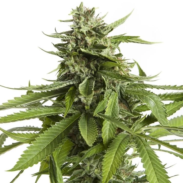 AK-47 Seeds