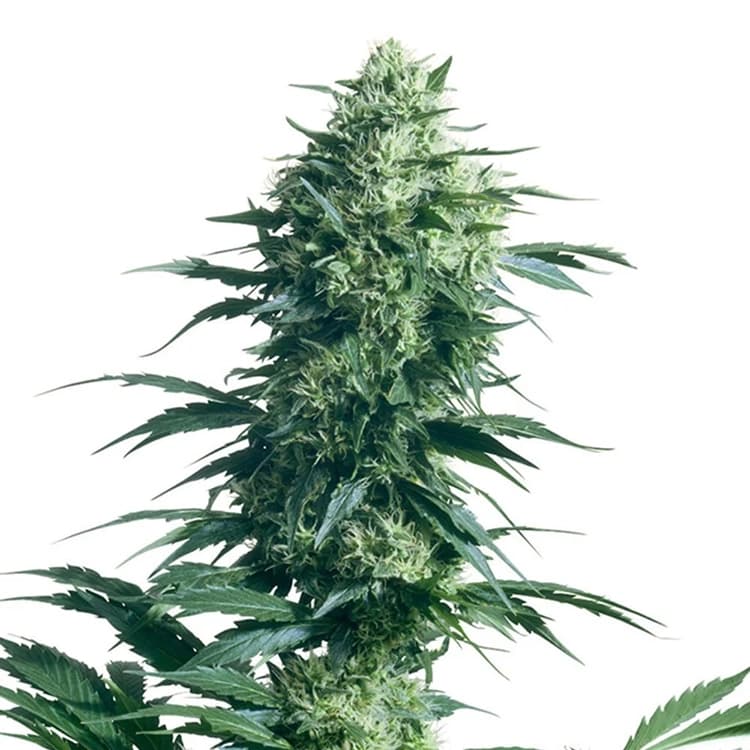 AK Auto Seeds