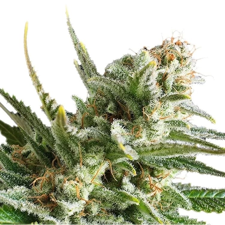 Amnesia Haze Seeds