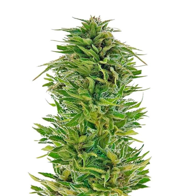 Amnesia Lemon Seeds