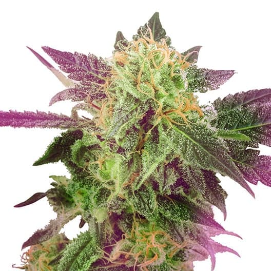 Blackberry Rhino Seeds