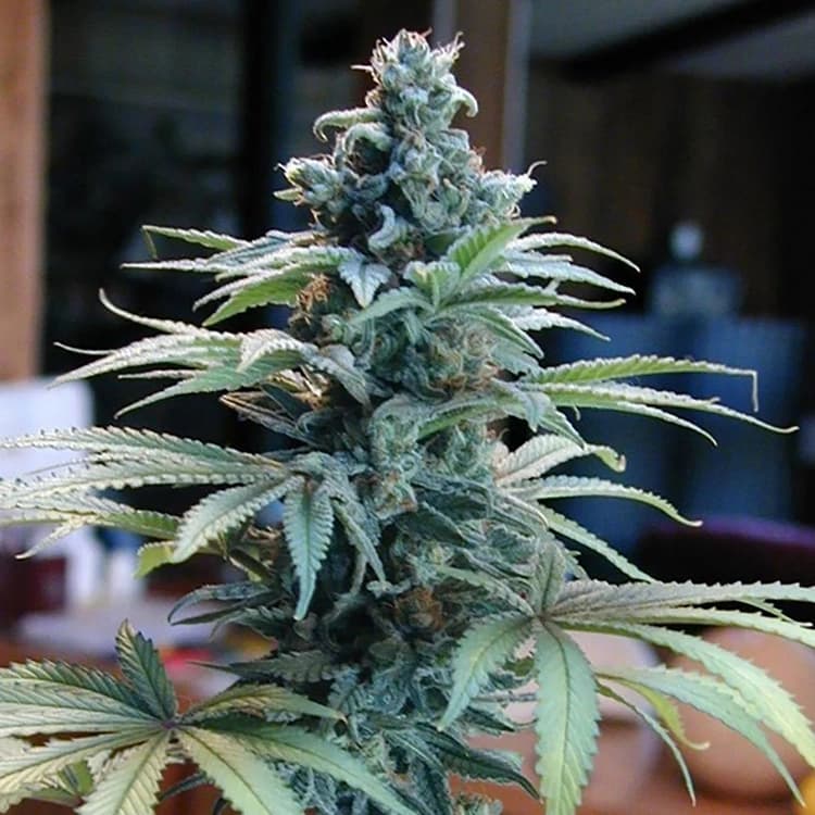 Blue Cheese Seeds