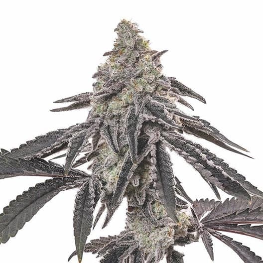 Blue Cinex Auto Seeds