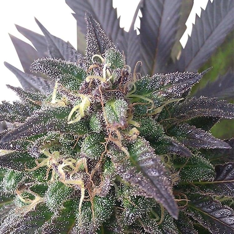 Blue Dream Seeds
