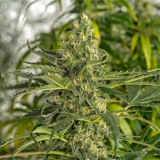 Blue Moonshine Seeds