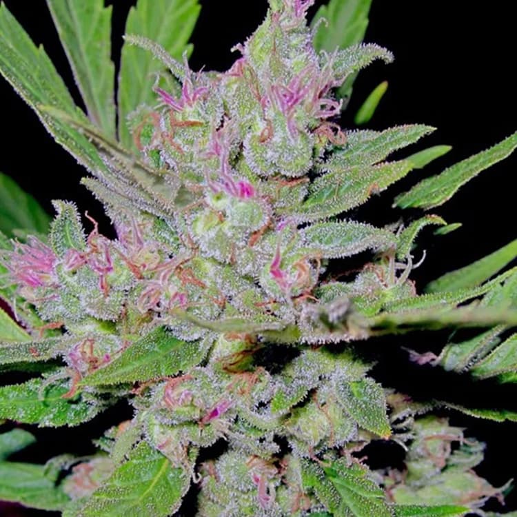 Blueberry Auto Seeds