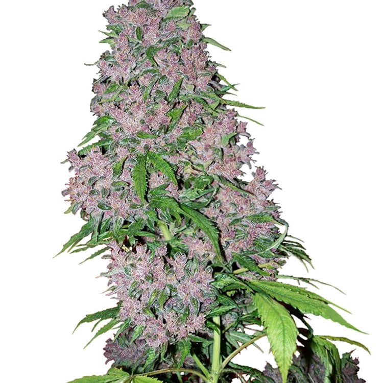 Blueberry CBD Seeds
