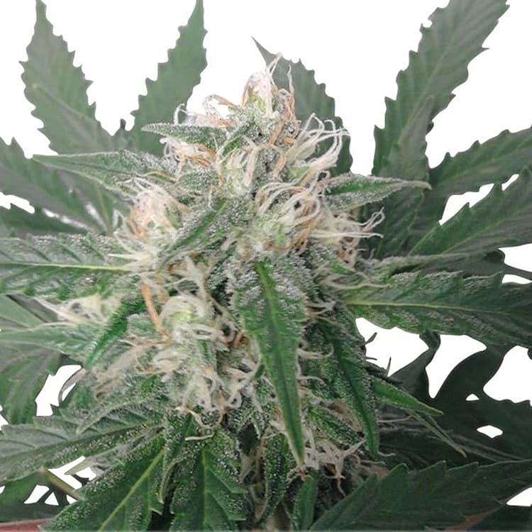 Blueberry Kush Seeds