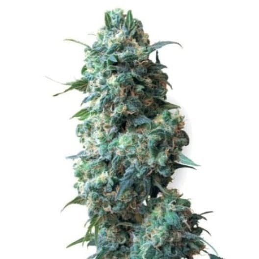 Blueberry Space Cake Seeds