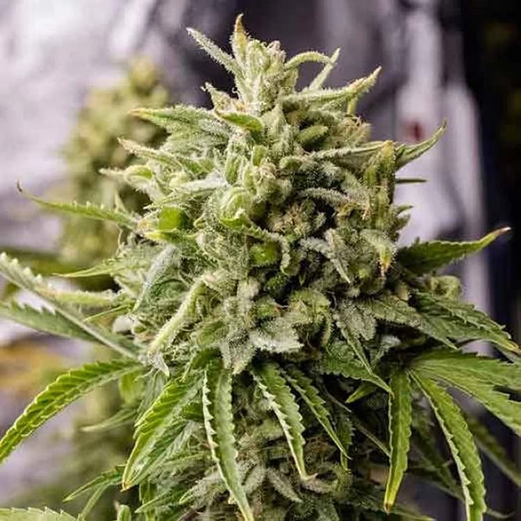 Bubba Kush Seeds