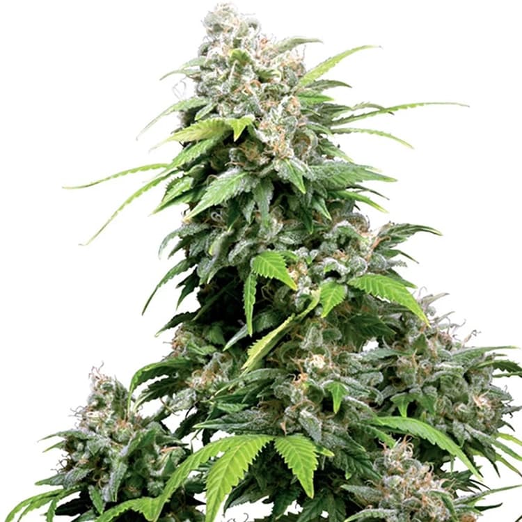 Bubble Gum Auto Seeds