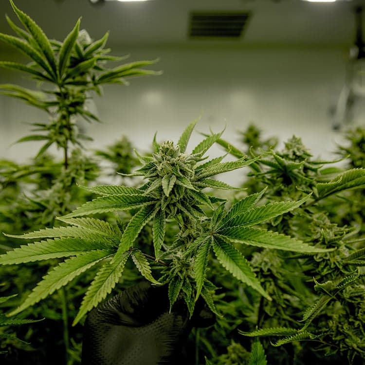 Butterscotch Auto Seeds