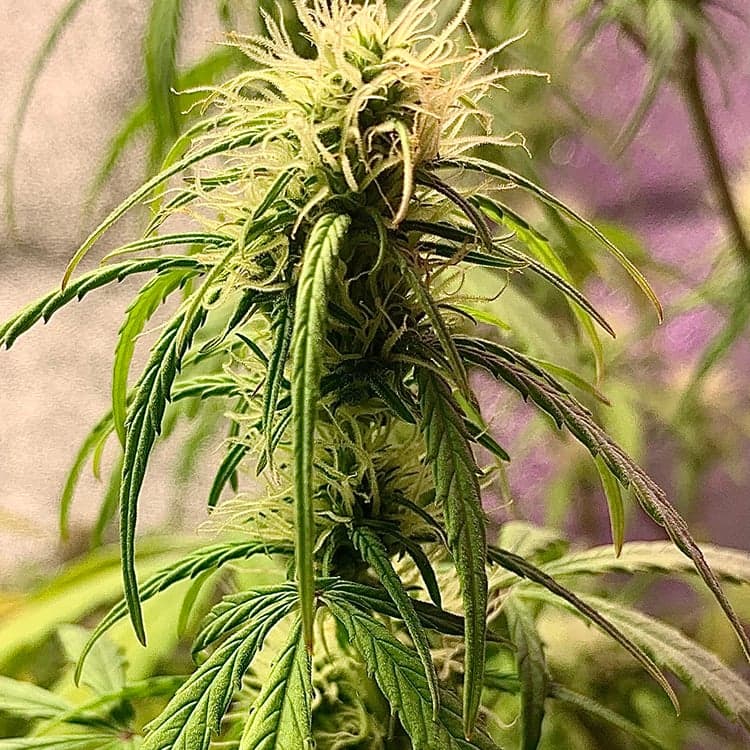 Candy Cane Seeds