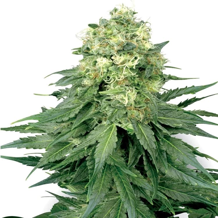 Chemdog #4 Seeds