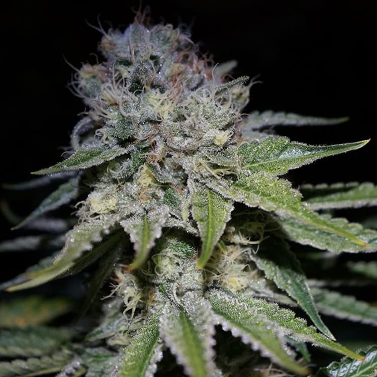 Chocolope Seeds
