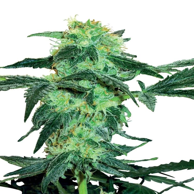 Cinderella 99 Seeds