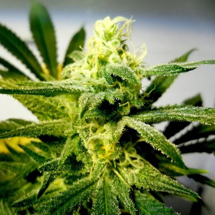 Cream Auto Seeds