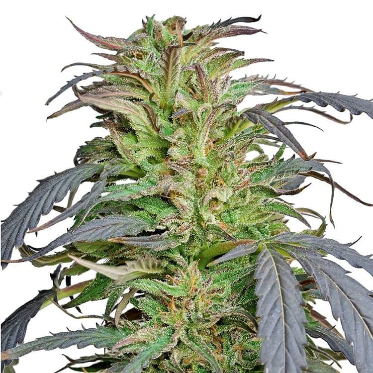 Critical Kush Seeds