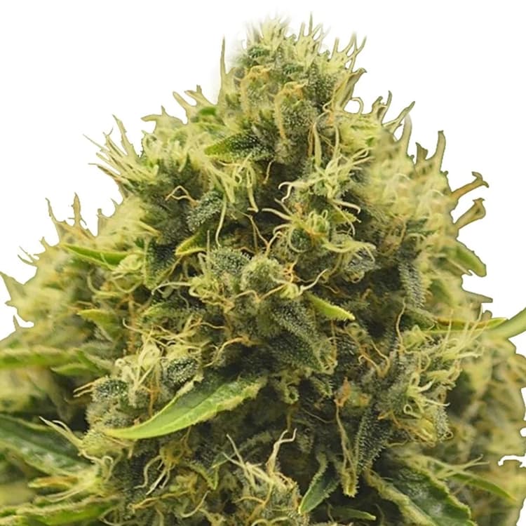 Critical Mango CBD Seeds
