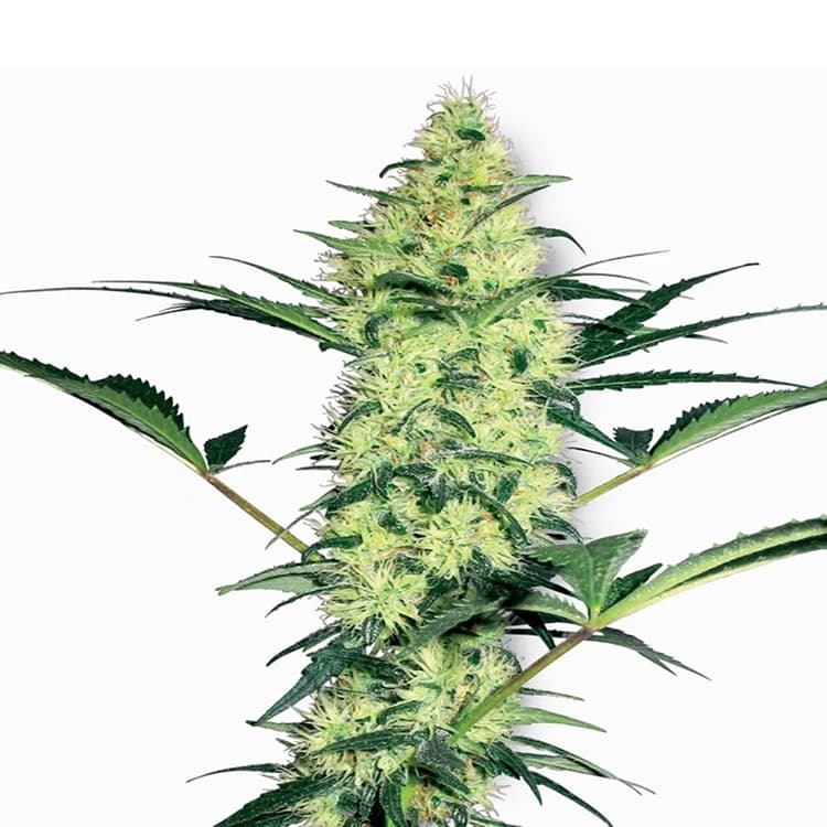 Critical Mass Seeds