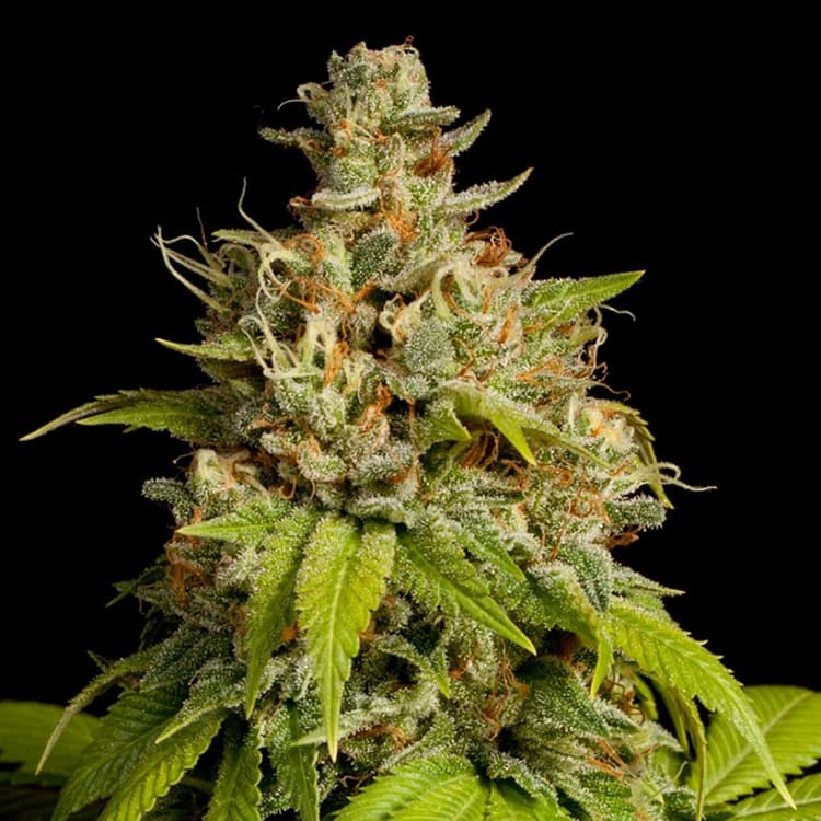 Durban Poison Seeds
