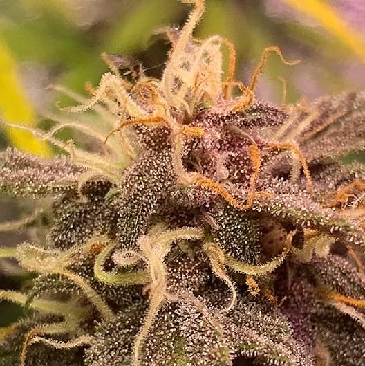 G13 Widow Auto Seeds
