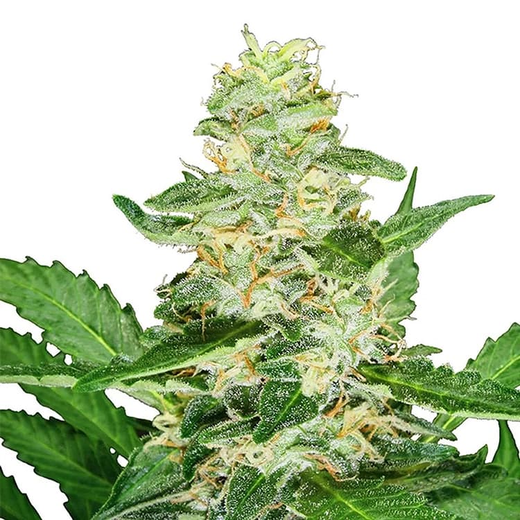 Girl Scout Cookies Seeds